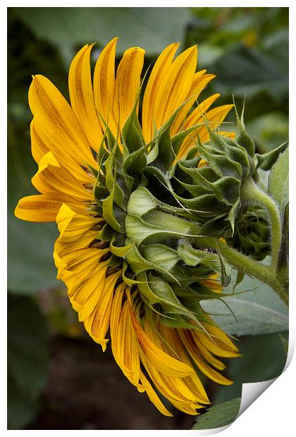 Sunflower Print by Colin Tracy