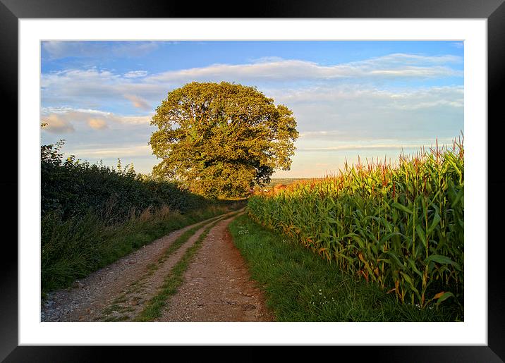 Oak Tree & Country Lane Framed Mounted Print by Darren Galpin