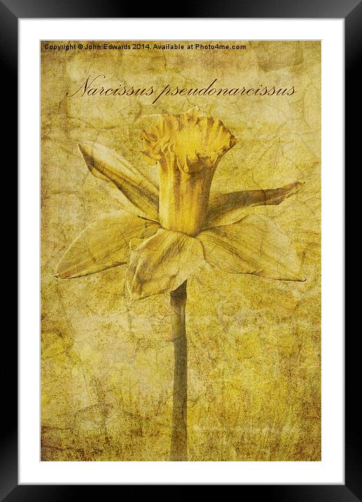 Narcissus pseudonarcissus Framed Mounted Print by John Edwards