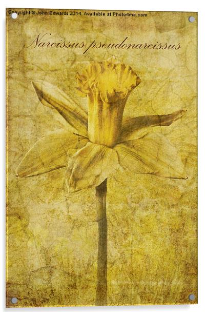 Narcissus pseudonarcissus Acrylic by John Edwards