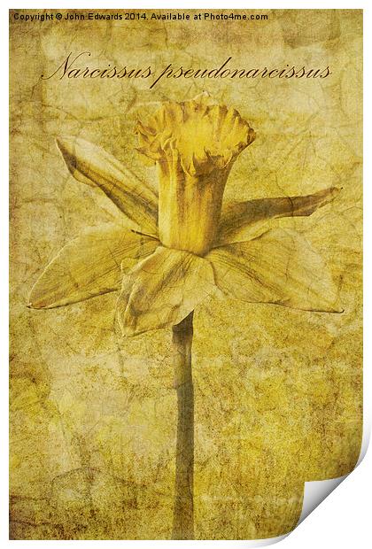Narcissus pseudonarcissus Print by John Edwards
