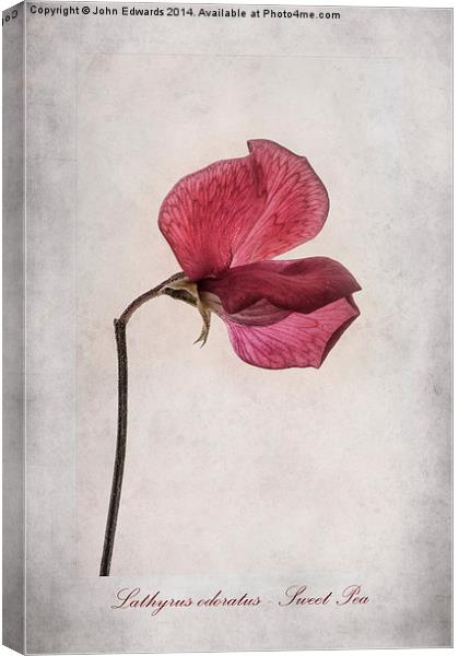 Lathyrus odoratus - Sweet Pea Canvas Print by John Edwards