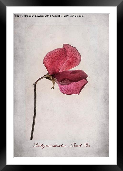 Lathyrus odoratus - Sweet Pea Framed Mounted Print by John Edwards