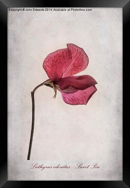 Lathyrus odoratus - Sweet Pea Framed Print by John Edwards
