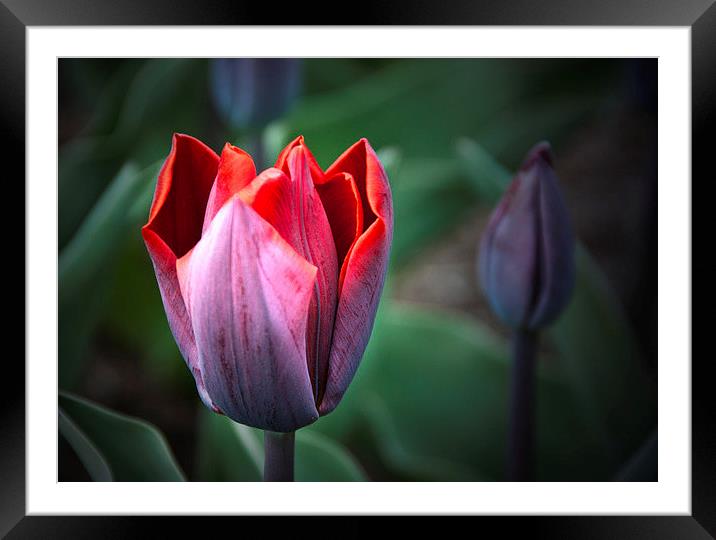 Tulip Framed Mounted Print by Peter Jarvis
