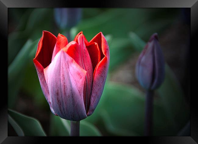 Tulip Framed Print by Peter Jarvis