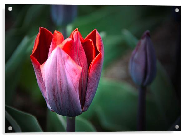 Tulip Acrylic by Peter Jarvis
