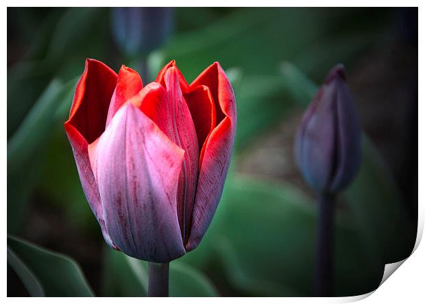 Tulip Print by Peter Jarvis