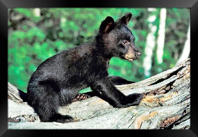 Cub Bear in Montana Framed Print by Larry Stolle