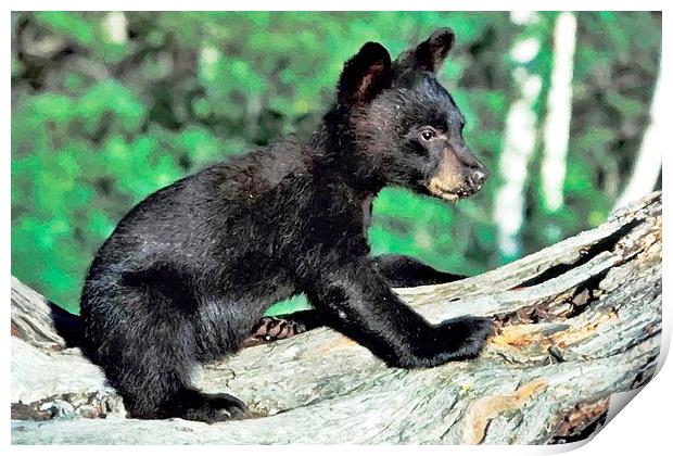 Cub Bear in Montana Print by Larry Stolle