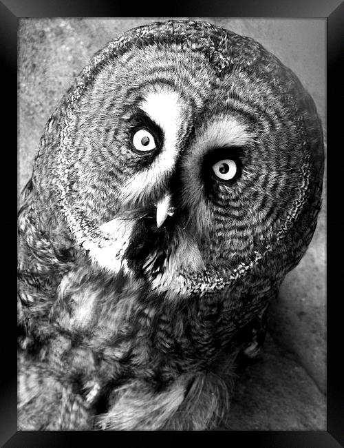 Black and White Owl Framed Print by