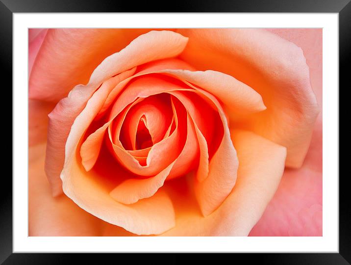 Rose Framed Mounted Print by Peter Jarvis