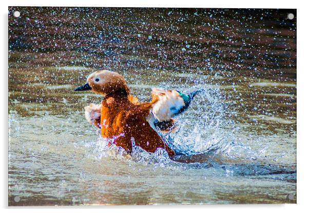 Duck Splash Acrylic by