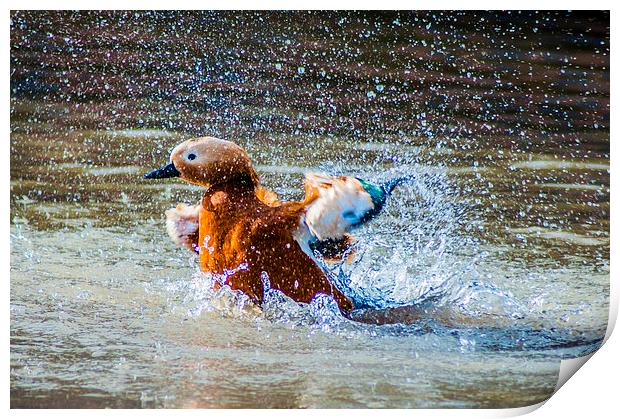 Duck Splash Print by