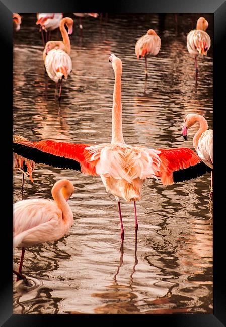 Flamingo Framed Print by