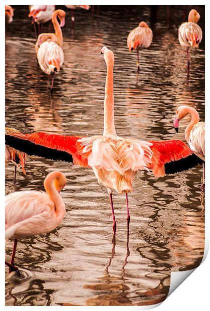 Flamingo Print by
