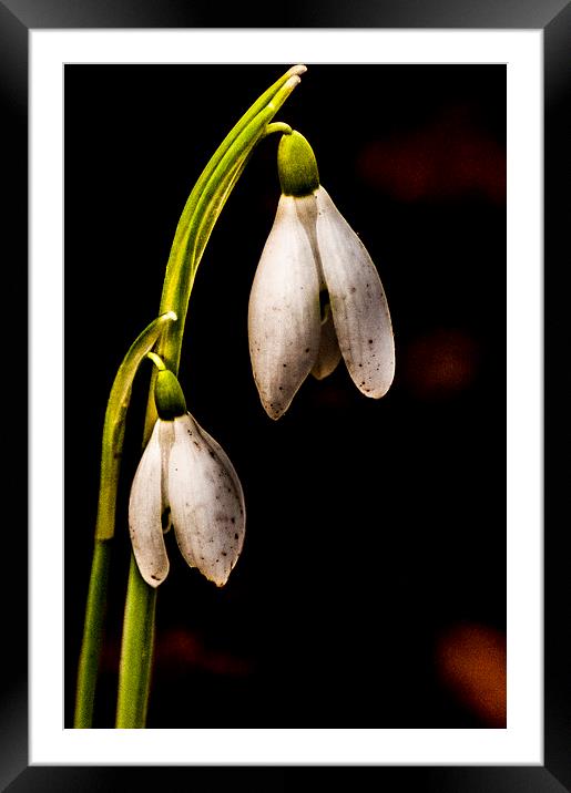 Snowdrops Framed Mounted Print by