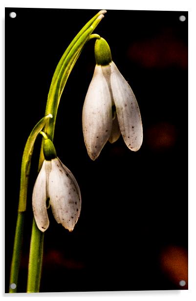 Snowdrops Acrylic by