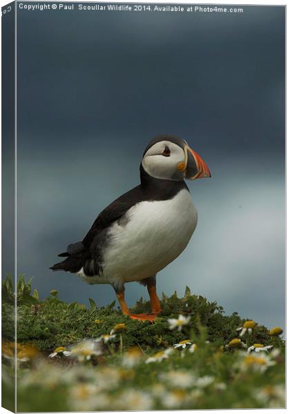 Puffin Canvas Print by Paul Scoullar