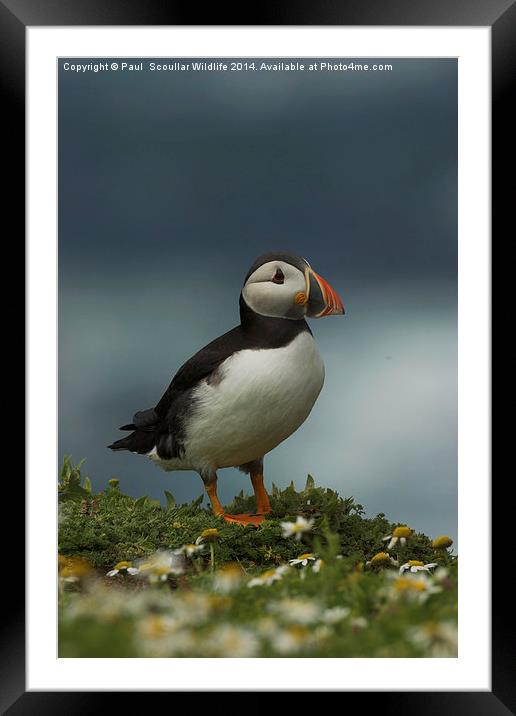 Puffin Framed Mounted Print by Paul Scoullar