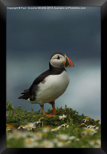 Puffin Framed Print by Paul Scoullar