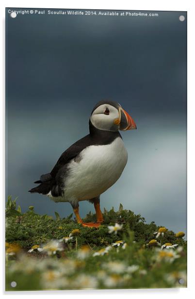 Puffin Acrylic by Paul Scoullar