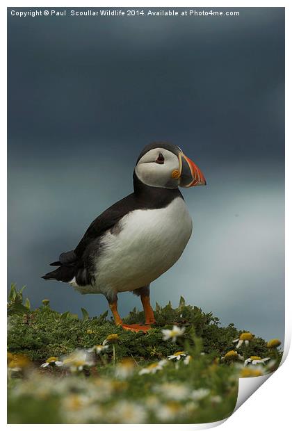 Puffin Print by Paul Scoullar