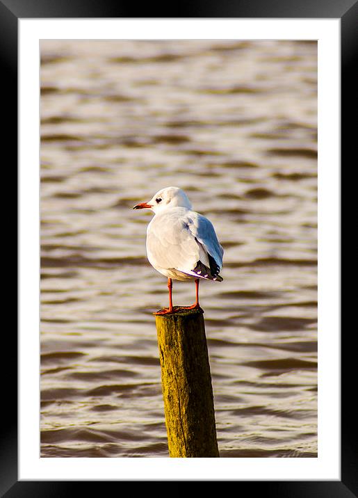 Seagull on the Lookout Framed Mounted Print by