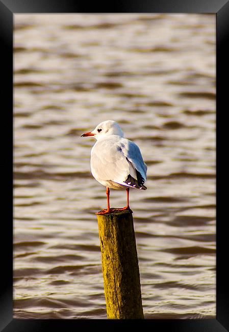 Seagull on the Lookout Framed Print by