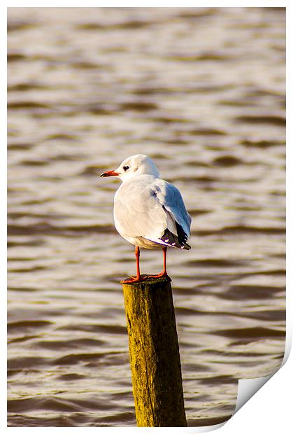 Seagull on the Lookout Print by