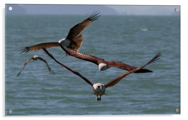 Thailand Sea Eagles Acrylic by colin chalkley