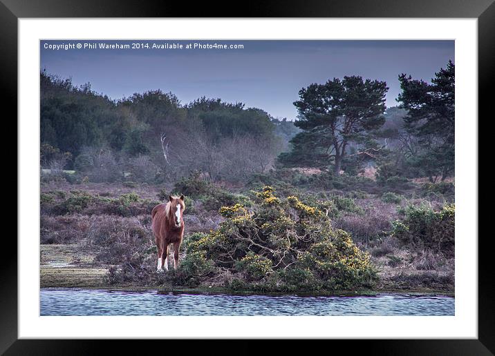 New Forest Pony 2 Framed Mounted Print by Phil Wareham