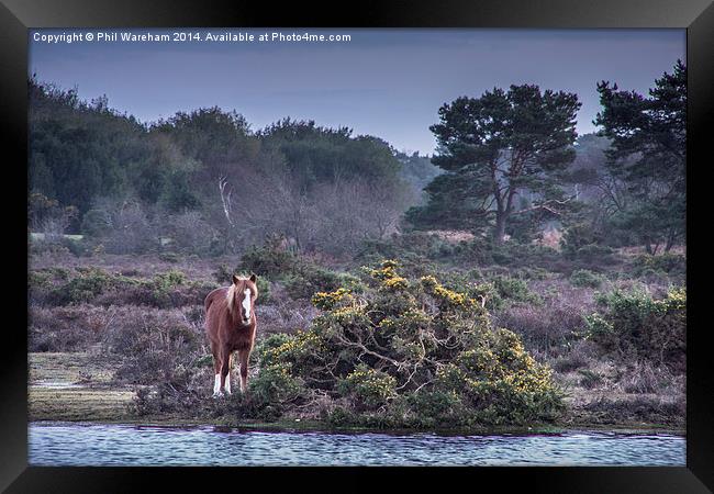 New Forest Pony 2 Framed Print by Phil Wareham