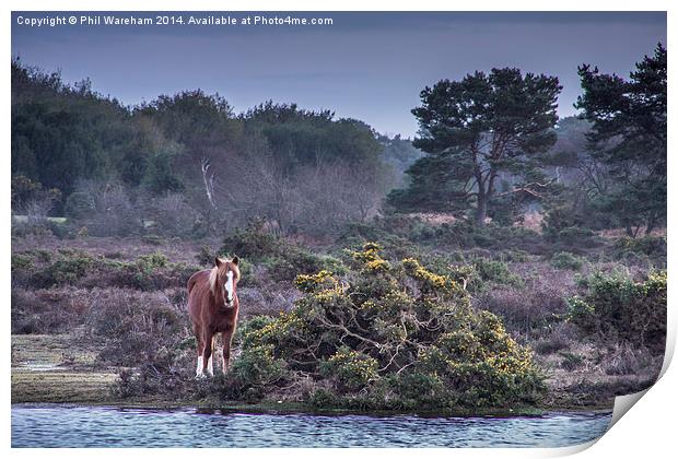 New Forest Pony 2 Print by Phil Wareham
