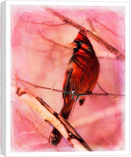 Cardinal In A Thorn Tree Canvas Print by Chris Lord
