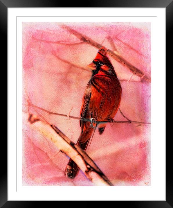 Cardinal In A Thorn Tree Framed Mounted Print by Chris Lord