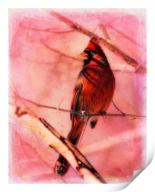 Cardinal In A Thorn Tree Print by Chris Lord