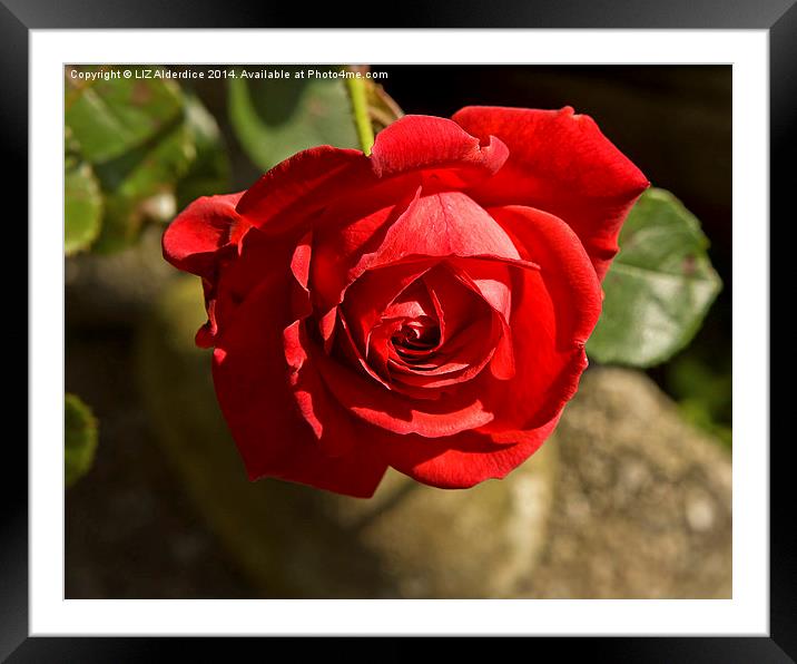 Valentine Rose Framed Mounted Print by LIZ Alderdice