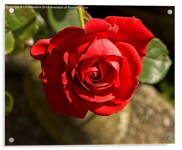 Valentine Rose Acrylic by LIZ Alderdice