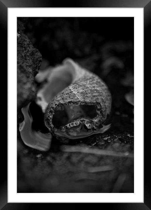Black Shell! Framed Mounted Print by Alexander  Macaskill