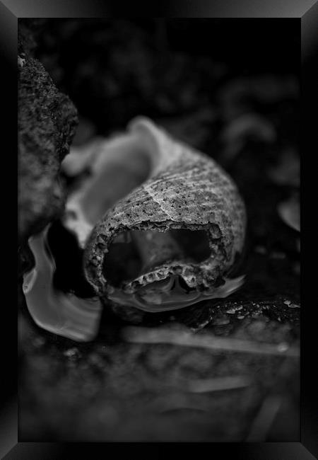 Black Shell! Framed Print by Alexander  Macaskill