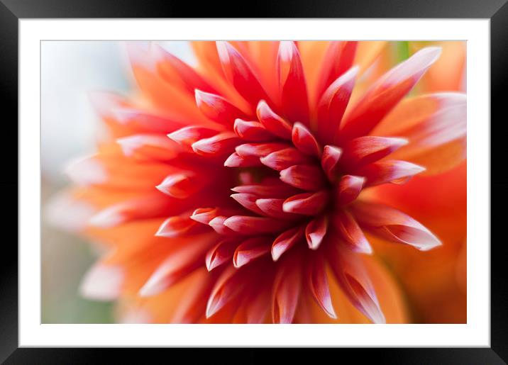 A burst of colour Framed Mounted Print by David Howes