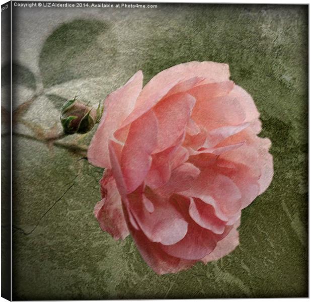 Textured Pink Rose Canvas Print by LIZ Alderdice