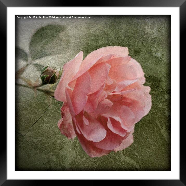 Textured Pink Rose Framed Mounted Print by LIZ Alderdice