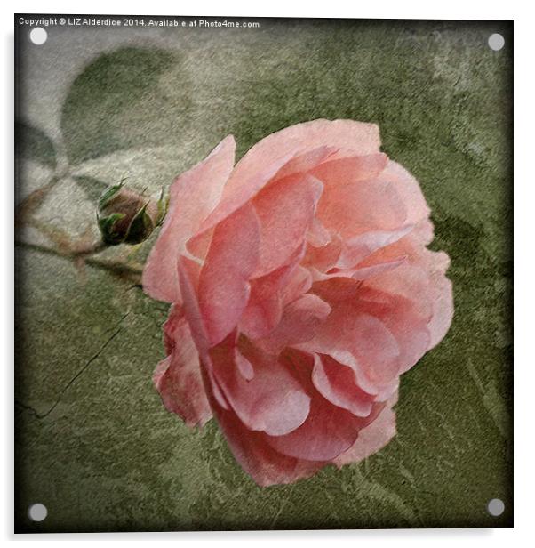 Textured Pink Rose Acrylic by LIZ Alderdice