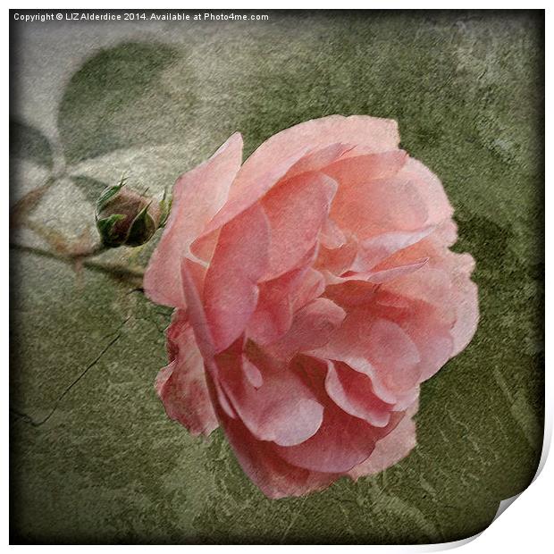 Textured Pink Rose Print by LIZ Alderdice