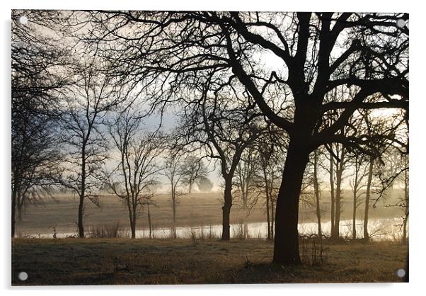 Oaks at Seven Lakes Acrylic by kim albonico