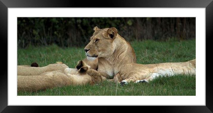 Lioness Framed Mounted Print by Paul Austen