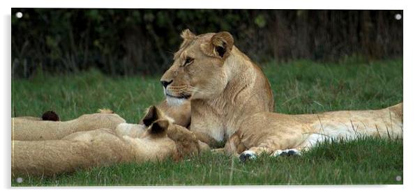 Lioness Acrylic by Paul Austen