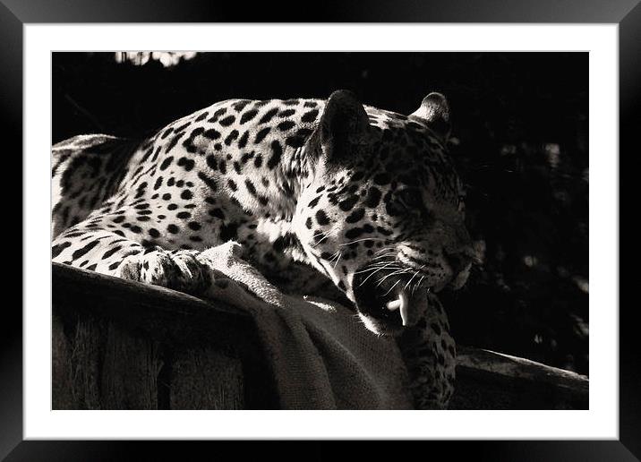 Jaguar Framed Mounted Print by Paul Austen